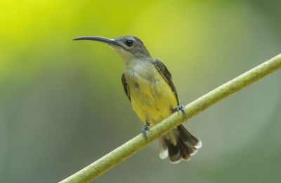 Close-up of bird perching on twig