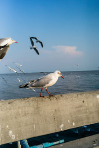 Seagull flying over sea against sky