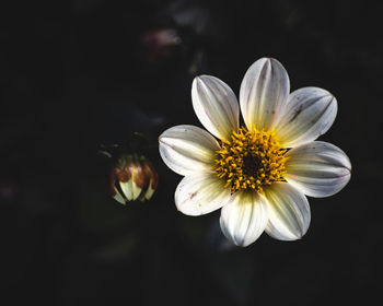 Close-up of white flower against black background