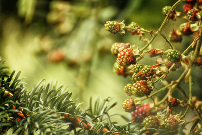 Close-up of plants