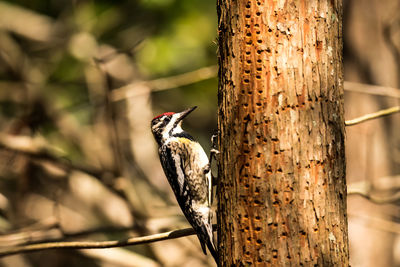 Close-up of bird perching on wooden post