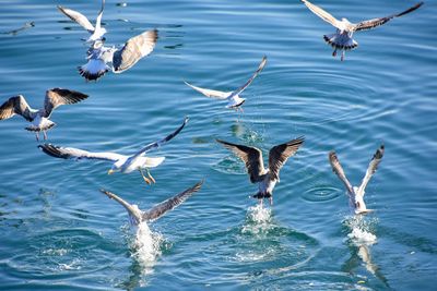 Seagulls flying over sea