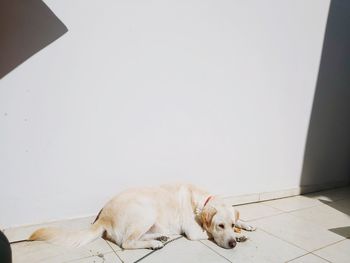 Dog sleeping on floor against wall