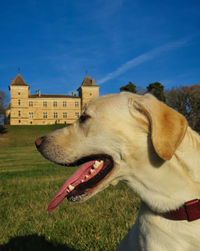 Dogs on grassy field