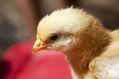 Close-up of chick outdoors