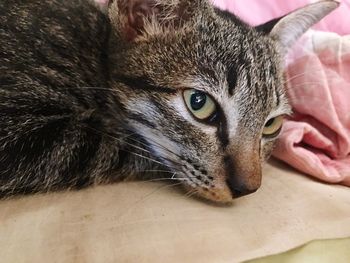 Close-up portrait of cat