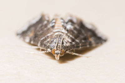 Close-up of moth on beige surface