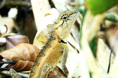 Close-up of lizard looking up