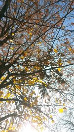 Low angle view of tree against sky