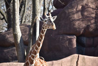 View of an animal on rock