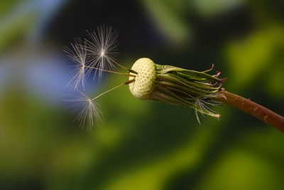 Close-up of dandelion on plant