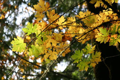 Low angle view of maple tree