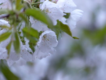 Close-up of fresh flowers on tree