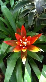 Close-up of orange flower