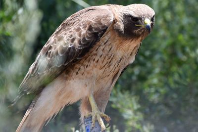 Close-up of bird