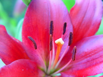 Close-up of pink flower