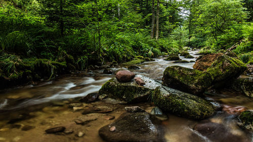 Stream flowing through rocks in forest