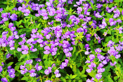 High angle view of purple flowering plants