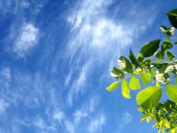 Low angle view of trees against blue sky