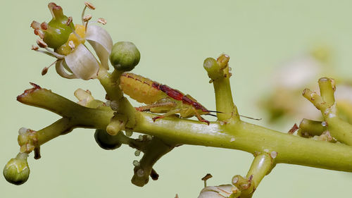 Close-up of berries growing on plant