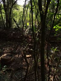 Trees in forest