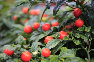 Close-up of cherries growing on plant