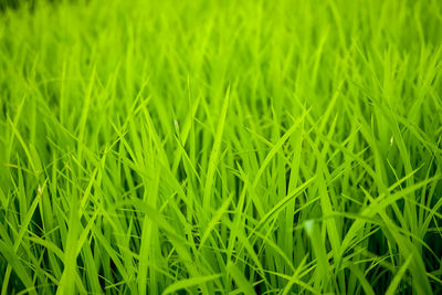 Full frame shot of wheat field