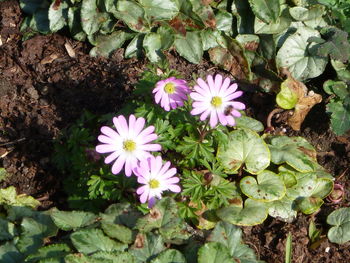 Close-up of white flowers