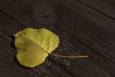 High angle view of yellow leaf on wooden table