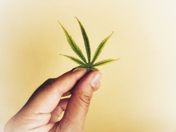 Close-up of hand holding plant against white background