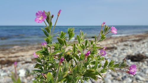 Close-up of pink flowering plant at beach against sky