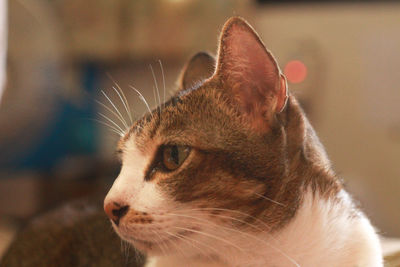 Close-up of cat looking away