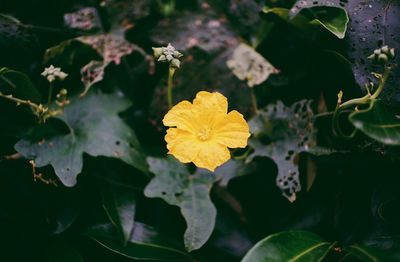 Close-up of yellow flowers