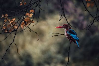 Low angle view of bird perching on branch