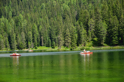 Scenic view of lake in forest