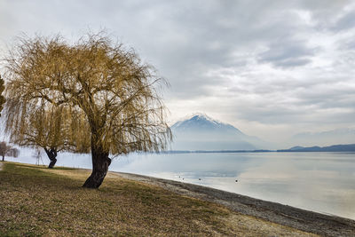 Willow tree on lake como