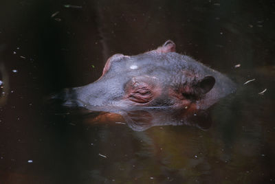 High angle view of turtle in lake