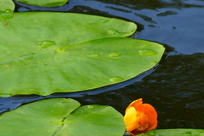 Close-up of lotus water lily in pond