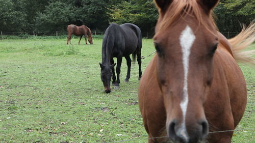 Horses grazing in field