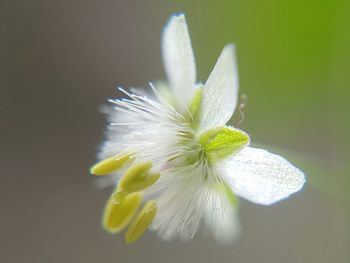 Close-up of flower growing outdoors