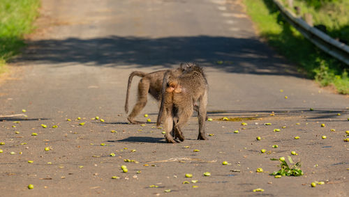 Baboon in the nature reserve hluhluwe national park south africa