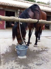 Horse standing in stable