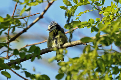 Low angle view of bird perching on tree against sky