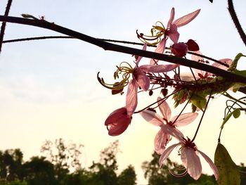 Low angle view of pink flower tree against sky