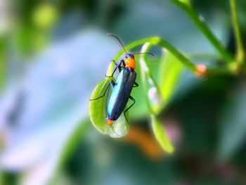 Close-up of insect on leaf