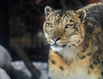 Close-up portrait of lion