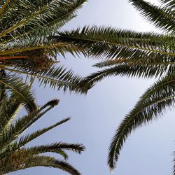 Low angle view of palm tree against sky