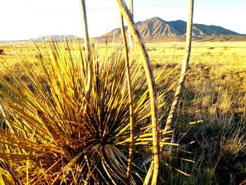 Close-up of plants on field against sky