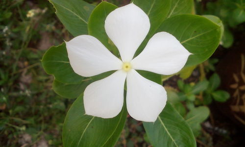 Close-up of white flower blooming outdoors