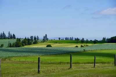 Scenic view of agricultural field against sky